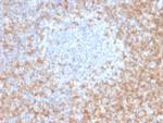 CD5 Antibody in Immunohistochemistry (Paraffin) (IHC (P))