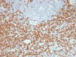CD5 (Mantle Cell Lymphoma Marker) Antibody in Immunohistochemistry (Paraffin) (IHC (P))