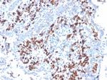 CD5L/CD5LG/CD5 Ligand Antibody in Immunohistochemistry (Paraffin) (IHC (P))