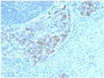 CD5 Antibody in Immunohistochemistry (Paraffin) (IHC (P))