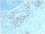 CD5L/CD5LG/CD5 Ligand Antibody in Immunohistochemistry (Paraffin) (IHC (P))