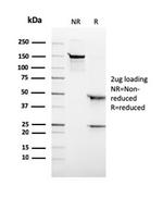 CD6 Antibody in SDS-PAGE (SDS-PAGE)