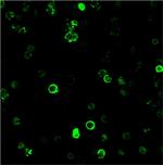 CD8A (Cytotoxic-andSuppressor T-Cell Marker) Antibody in Immunocytochemistry (ICC/IF)