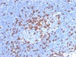 CD8A Antibody in Immunohistochemistry (Paraffin) (IHC (P))