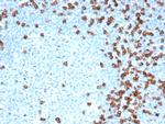 CD8A Antibody in Immunohistochemistry (Paraffin) (IHC (P))