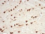 L-PLUNC Recombinant Rabbit Monoclonal Antibody (LPLUNC1/7059R)