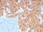 CD9 (TSPAN29) (Motility-Related Protein-1) Antibody in Immunohistochemistry (Paraffin) (IHC (P))