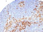 CD9 (TSPAN29) (Motility-Related Protein-1) Antibody in Immunohistochemistry (Paraffin) (IHC (P))