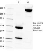 CD14 (Monocyte/Macrophage Marker) Antibody in SDS-PAGE (SDS-PAGE)