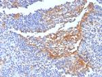 CD14 (Monocyte/Macrophage Marker) Antibody in Immunohistochemistry (Paraffin) (IHC (P))