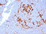 CD14 (Monocyte/Macrophage Marker) Antibody in Immunohistochemistry (Paraffin) (IHC (P))