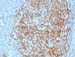 CD14 Antibody in Immunohistochemistry (Paraffin) (IHC (P))