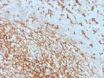 CD14 Antibody in Immunohistochemistry (Paraffin) (IHC (P))