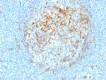 CD14 (Monocyte/Macrophage Marker) Antibody in Immunohistochemistry (Paraffin) (IHC (P))