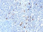 CD83 (Marker of Activated Dendritic Cells) Recombinant Mouse Monoclonal Antibody (r1H4b)