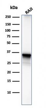 CD20/ MS4A1 (B-Cell Marker) Antibody in Western Blot (WB)