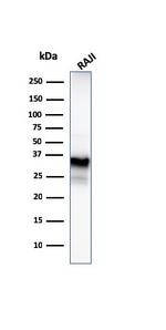 CD20/MS4A1 (B-Cell Marker) Antibody in Western Blot (WB)
