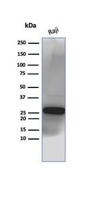 CD20/MS4A1 (B-Cell Marker) Antibody in Western Blot (WB)
