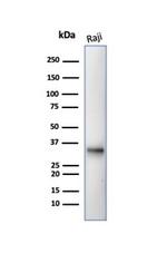 CD20/MS4A1 (B-Cell Marker) Antibody in Western Blot (WB)