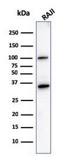 CD20/MS4A1 (B-Cell Marker) Antibody in Western Blot (WB)