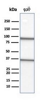 CD20/MS4A1 (B-Cell Marker) Antibody in Western Blot (WB)
