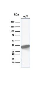 CD20/MS4A1 (B-Cell Marker) Antibody in Western Blot (WB)