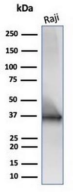 CD20/MS4A1 (B-Cell Marker) Antibody in Western Blot (WB)