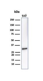 CD20/MS4A1 (B-Cell Marker) Antibody in Western Blot (WB)
