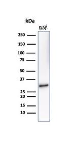 CD20/MS4A1 (B-Cell Marker) Antibody in Western Blot (WB)