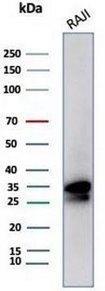 CD20/MS4A1 (B-Cell Marker) Antibody in Western Blot (WB)