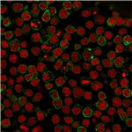 CD22/BL-CAM Antibody in Immunocytochemistry (ICC/IF)
