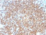 CD22/BL-CAM Antibody in Immunohistochemistry (Paraffin) (IHC (P))