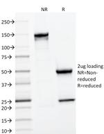 CD22/BL-CAM (B-Cell Marker) Antibody in SDS-PAGE (SDS-PAGE)