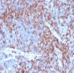 CD22/BL-CAM Antibody in Immunohistochemistry (Paraffin) (IHC (P))