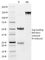 CD163 (Monocyte and Macrophage Marker) Antibody in SDS-PAGE (SDS-PAGE)