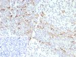 CD163 (Monocyte and Macrophage Marker) Recombinant Mouse Monoclonal Antibody (rM130/8820)