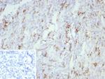 CD163 (Monocyte and Macrophage Marker) Antibody in Immunohistochemistry (Paraffin) (IHC (P))