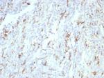 CD163 (Monocyte and Macrophage Marker) Recombinant Mouse Monoclonal Antibody (rM130/8823)