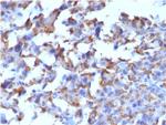 CD163 (Monocyte and Macrophage Marker) Antibody in Immunohistochemistry (Paraffin) (IHC (P))