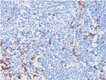 CD163 (Monocyte and Macrophage Marker) Antibody in Immunohistochemistry (Paraffin) (IHC (P))