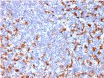 CD163 (Monocyte and Macrophage Marker) Antibody in Immunohistochemistry (Paraffin) (IHC (P))