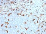 CD163 Antibody in Immunohistochemistry (Paraffin) (IHC (P))
