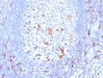 CD163 Antibody in Immunohistochemistry (Paraffin) (IHC (P))