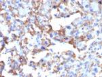 CD163 Monoclonal Antibody (M130, 2163)