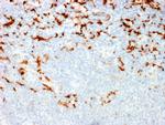 CD163 Antibody in Immunohistochemistry (Paraffin) (IHC (P))