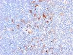 CD163 Antibody in Immunohistochemistry (Paraffin) (IHC (P))