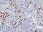 CD163 (Monocyte and Macrophage Marker) Antibody in Immunohistochemistry (Paraffin) (IHC (P))