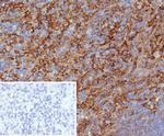 CD163 (Monocyte and Macrophage Marker) Antibody in Immunohistochemistry (Paraffin) (IHC (P))