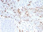 CD163 (Monocyte and Macrophage Marker) Antibody in Immunohistochemistry (Paraffin) (IHC (P))