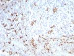 CD163 (Monocyte and Macrophage Marker) Recombinant Rabbit Monoclonal Antibody (M130/8821R)